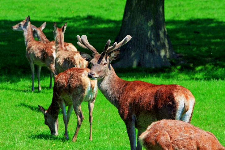 Group of Brown Deer on Green Grass Near Tree during Daytime