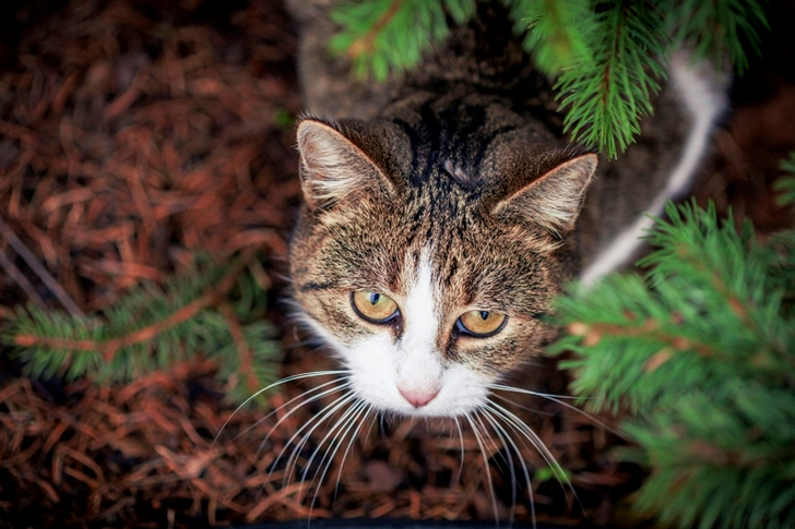 Selective Focus of Gray and White Tabby Cat