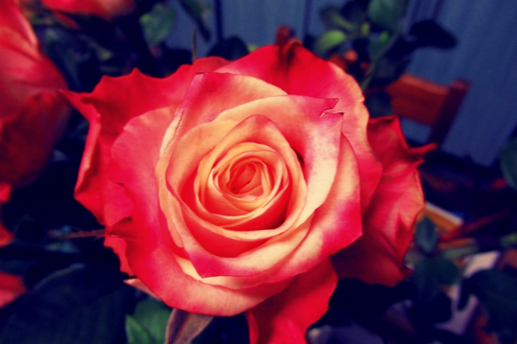 Mise au point superficielle d'une fleur rouge