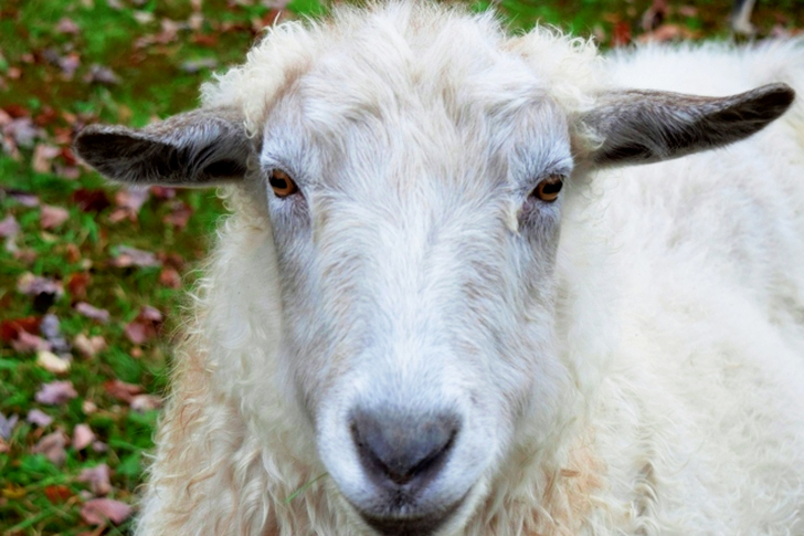White Sheep on Green Grass