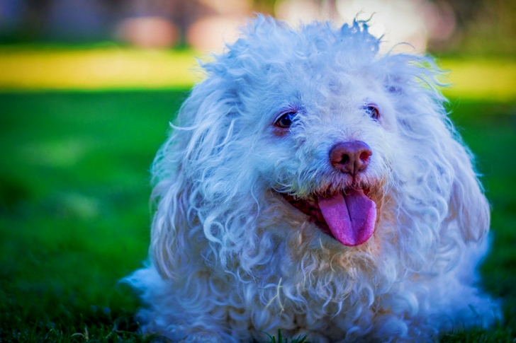 White Toy Poodle on Grass Field