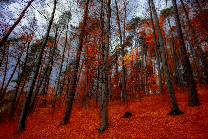 Fallen Dried Leaves on Woods