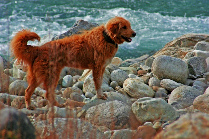 海の近くのラブラドール犬