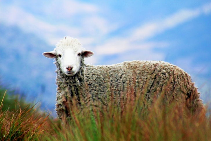 Brown Sheep on Grass in Auto Focus