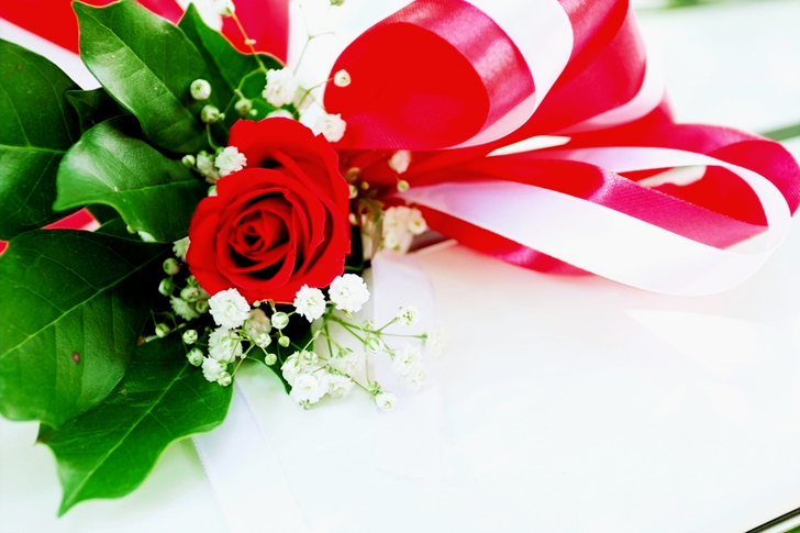 白い表面に赤いバラの花