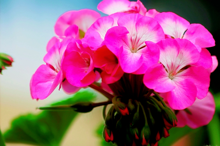 Kukkivat vaaleanpunaiset terälehtiset kukat