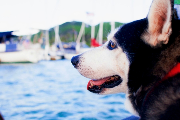 昼間の海辺のシベリアンハスキー