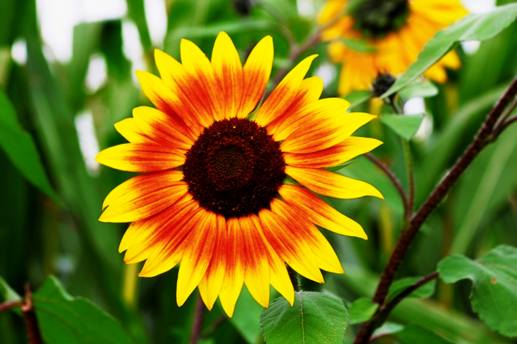 Auringonkukka päiväsaikaan