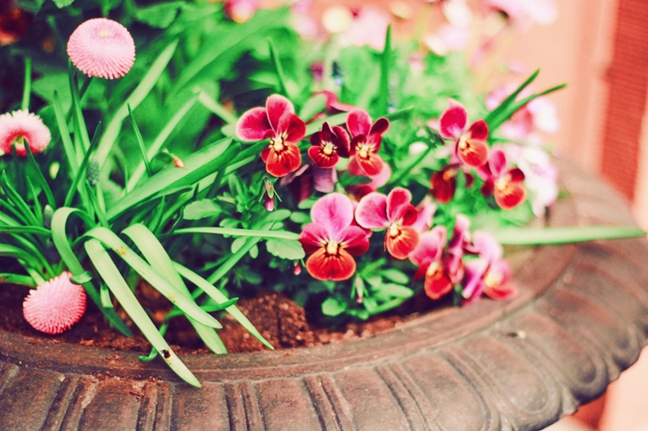 Tilt Lens Of Red Orchid On Pot