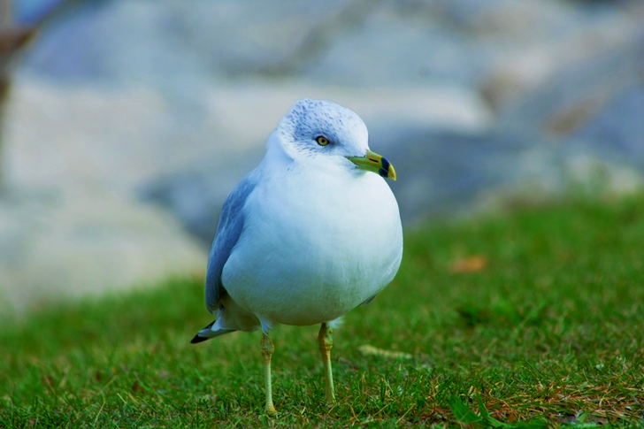 Witte vogel op groen gras
