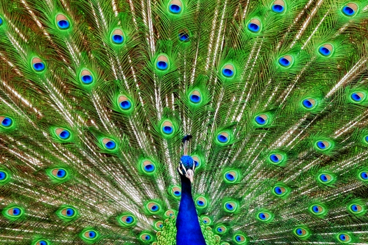 Blue and Green Peacock