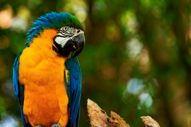 Selective-focus of Blue Macaw
