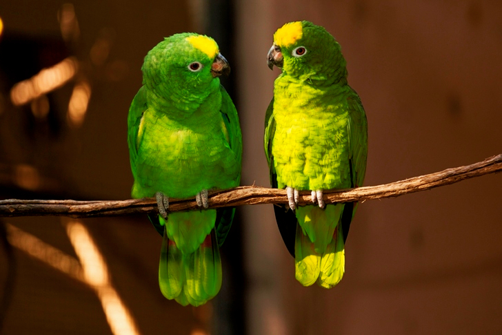Deux oiseaux verts sur une branche