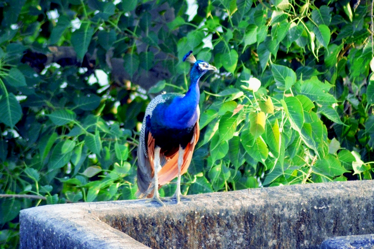 Blue Peacock Standing Near Tree