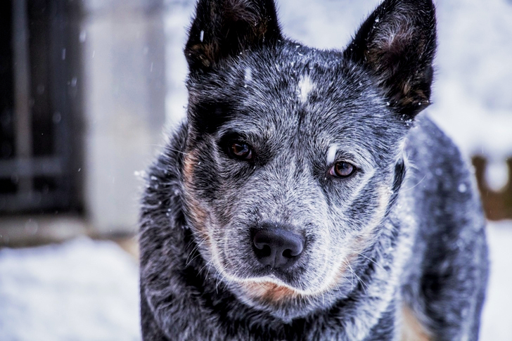 雪の中のオーストラリアの牛