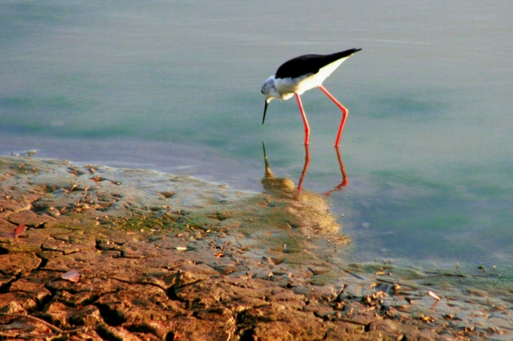 White and Black Long-beaked and Long Legged Bird on Body of Water
