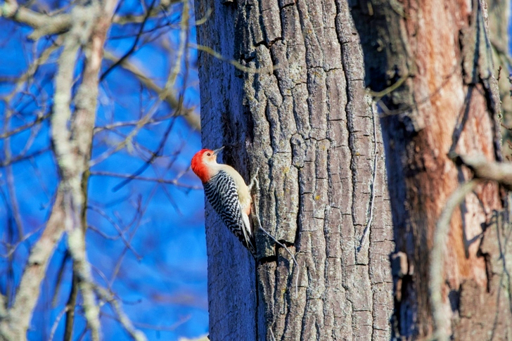Gray and Red Woodpecker