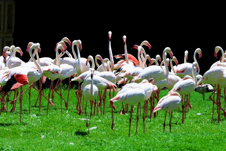 Flock of White Flamingoes