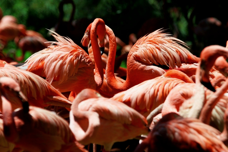 Flock of Lesser Flamingo