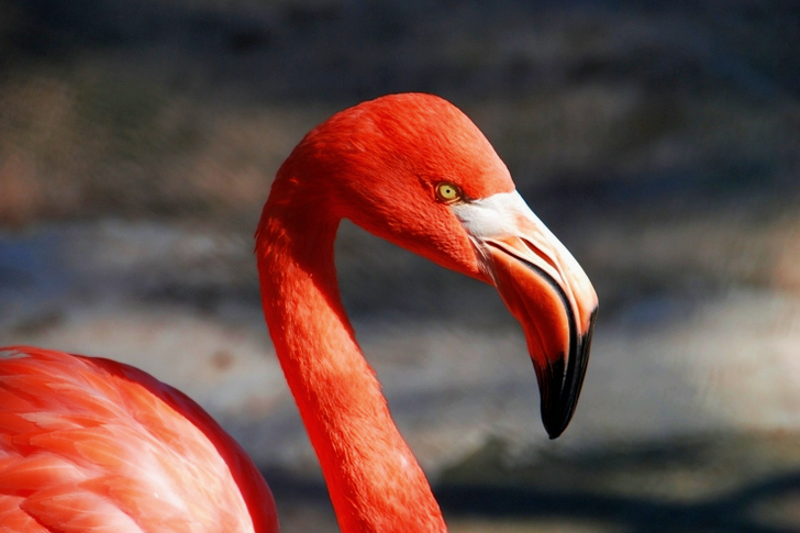 Red Flamingo