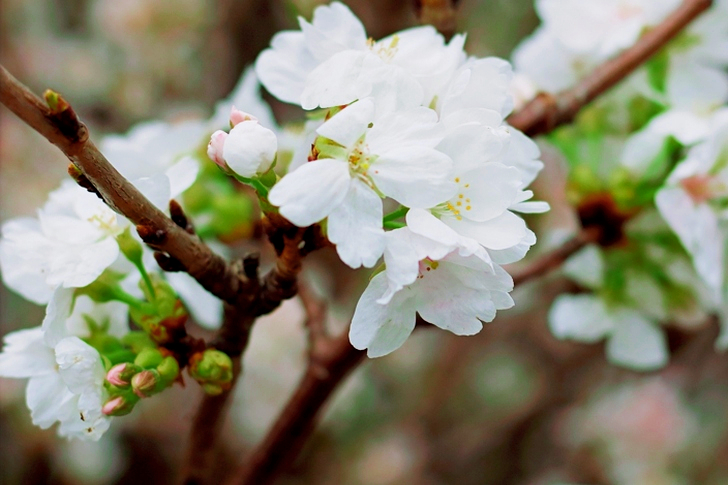 Valkoisia kirsikankukkia