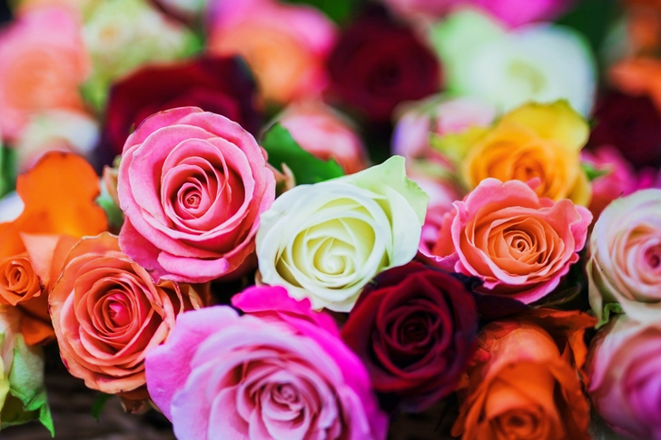 Assorted Color of Rose Flowers