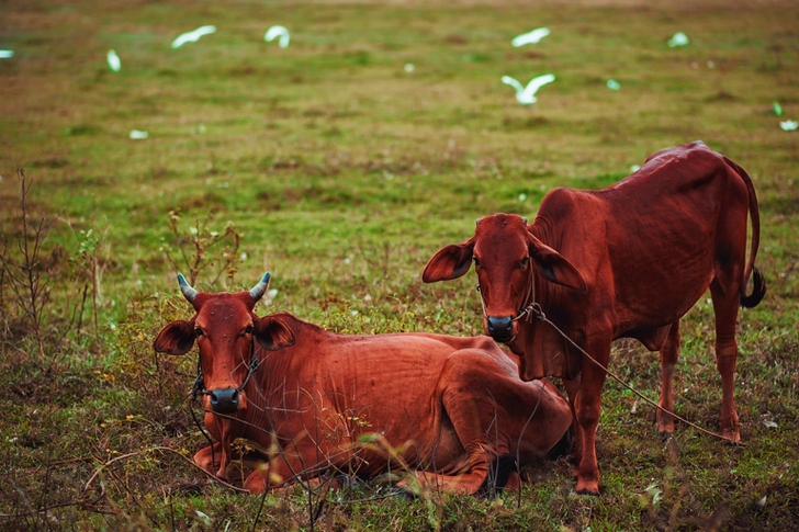 Two Brown Cow on Grass Field