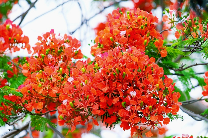 Shallow Focus of Orange Flowers