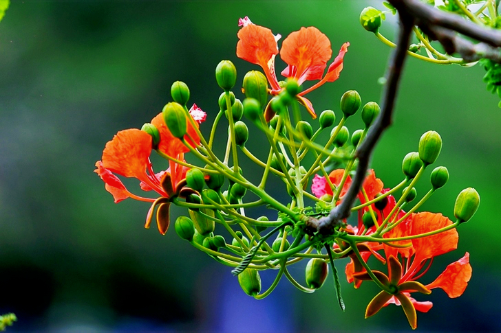 Focus of Orange and Green Flowers