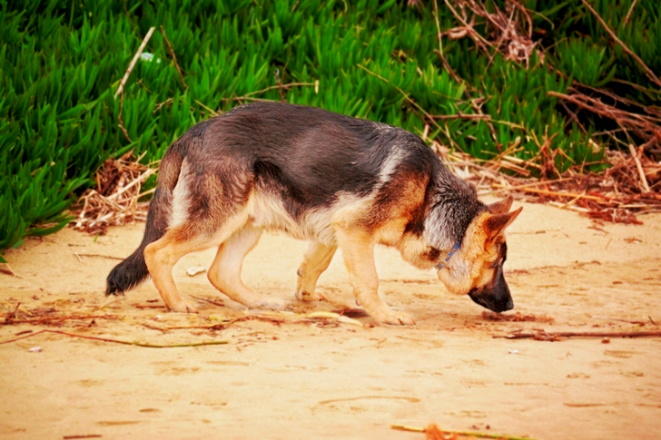 a German Shepherd Sniffing