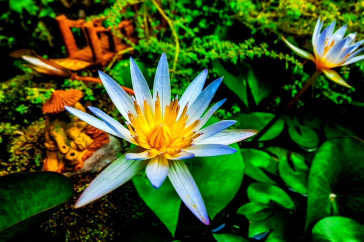 Vita och gula blommor