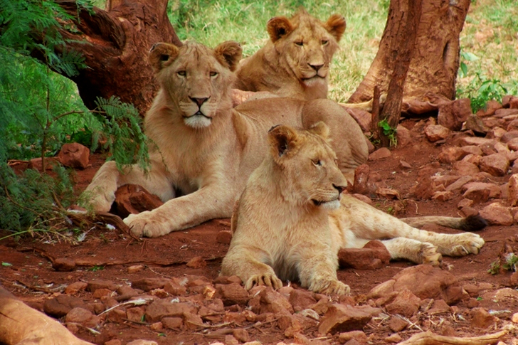 Pride of Lions
