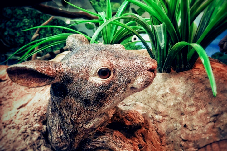 Brown Wooden Animal Carve Decor