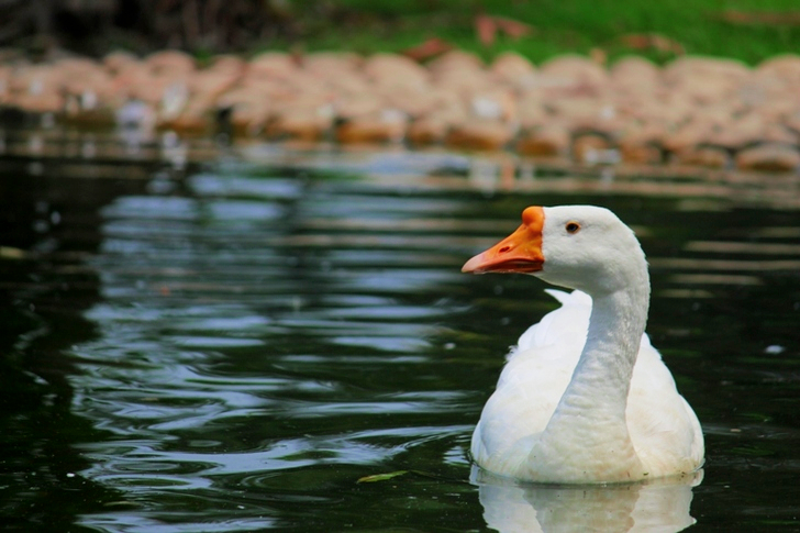 Goose on Body of Water