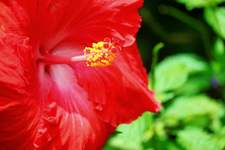 Hibiscus rouge sélectif
