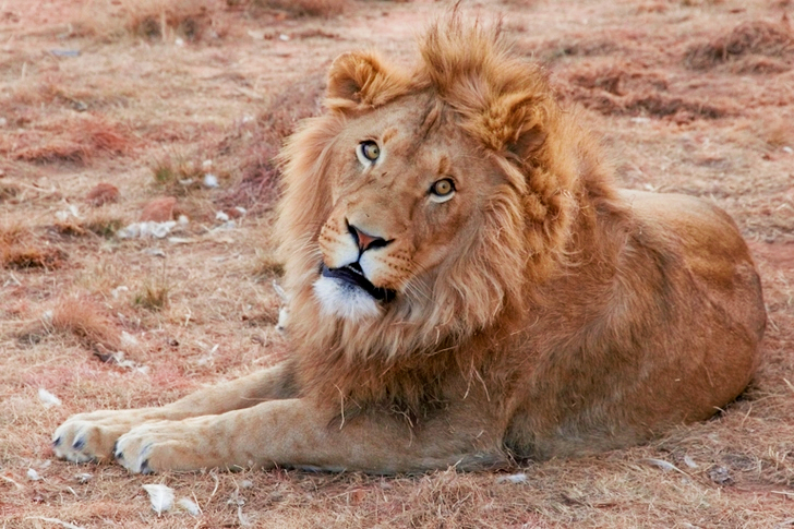 Adult Lion Lying on Ground