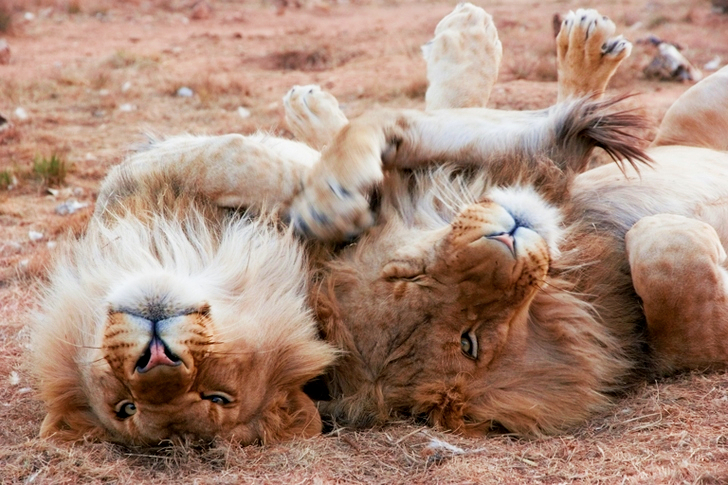 Deux lions gris allongés sur le sable