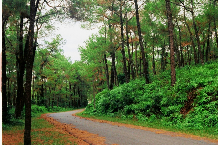 Road Between Forest