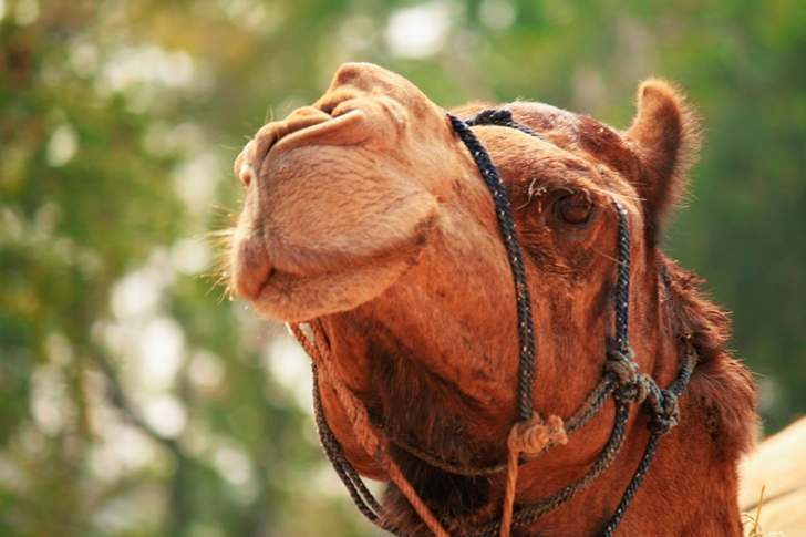 Brown Camel