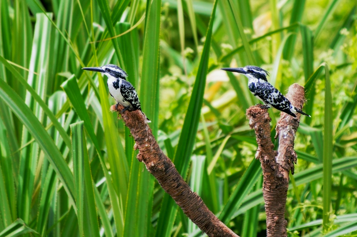 Two Black-and-white Bird