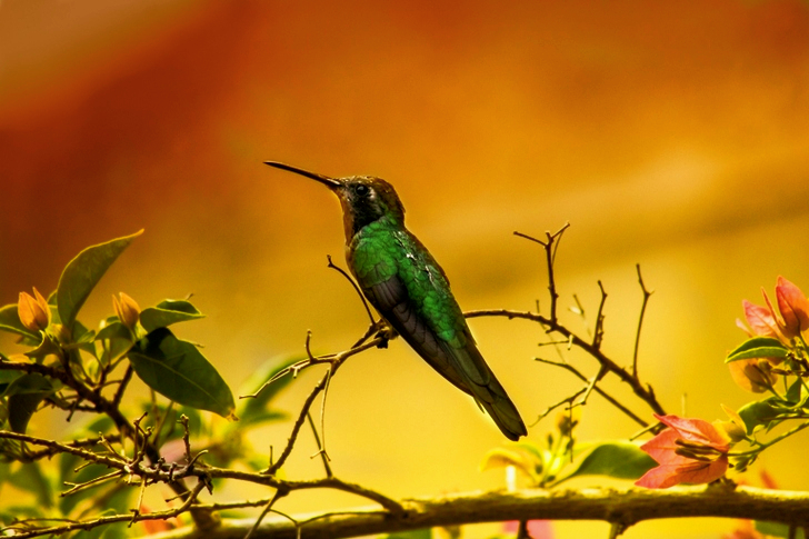Shallow Focus of Green Humming Bird