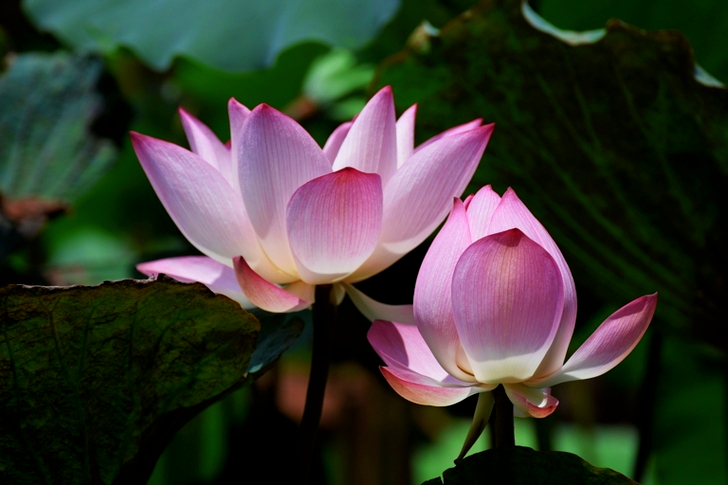 Lotus Flowers in Bloom