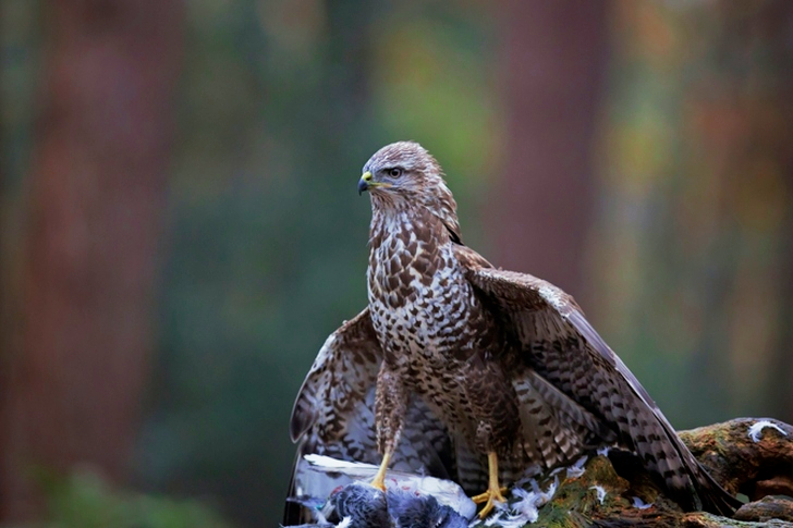 Close-up of Brown Peregrine Falcon