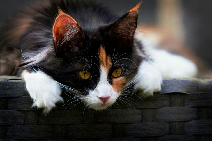 Focus of Calico Cat