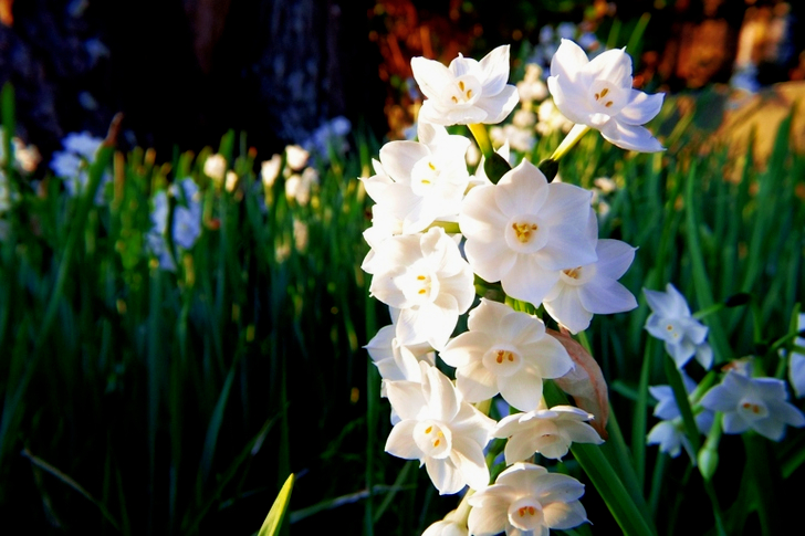 White Daffodil Flowers in Closeup