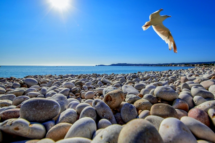 Lokki kohoaa Pebble Fieldin huipulla rannalla