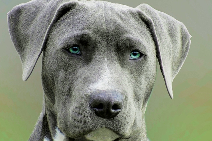 Close Up of Adult Black and White Short Coat Dog