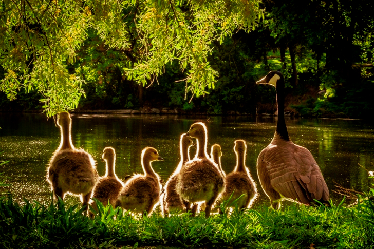Ducks Near Body of Water