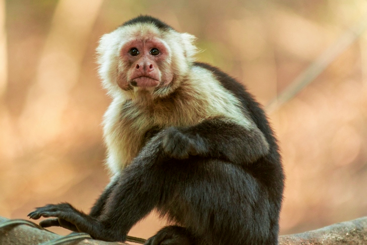 Gray and Black Monkey