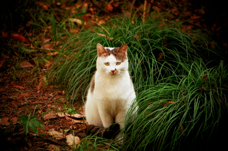 Cat Sitting Beside Green Grass